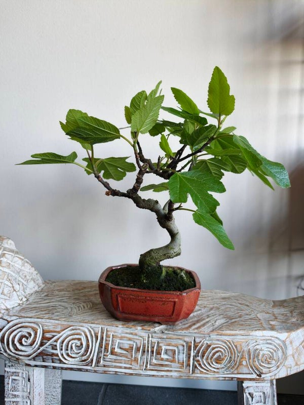 Ficus Carica 'Vijg' Bonsai