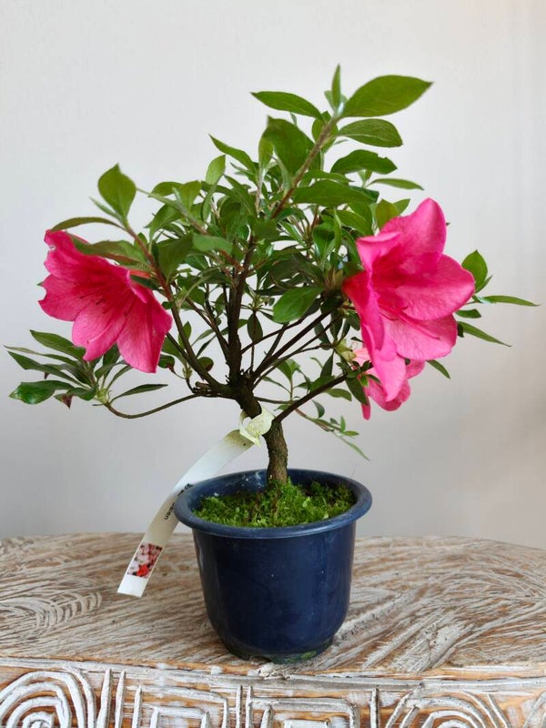 Satsuki Azalea Saien Bonsai