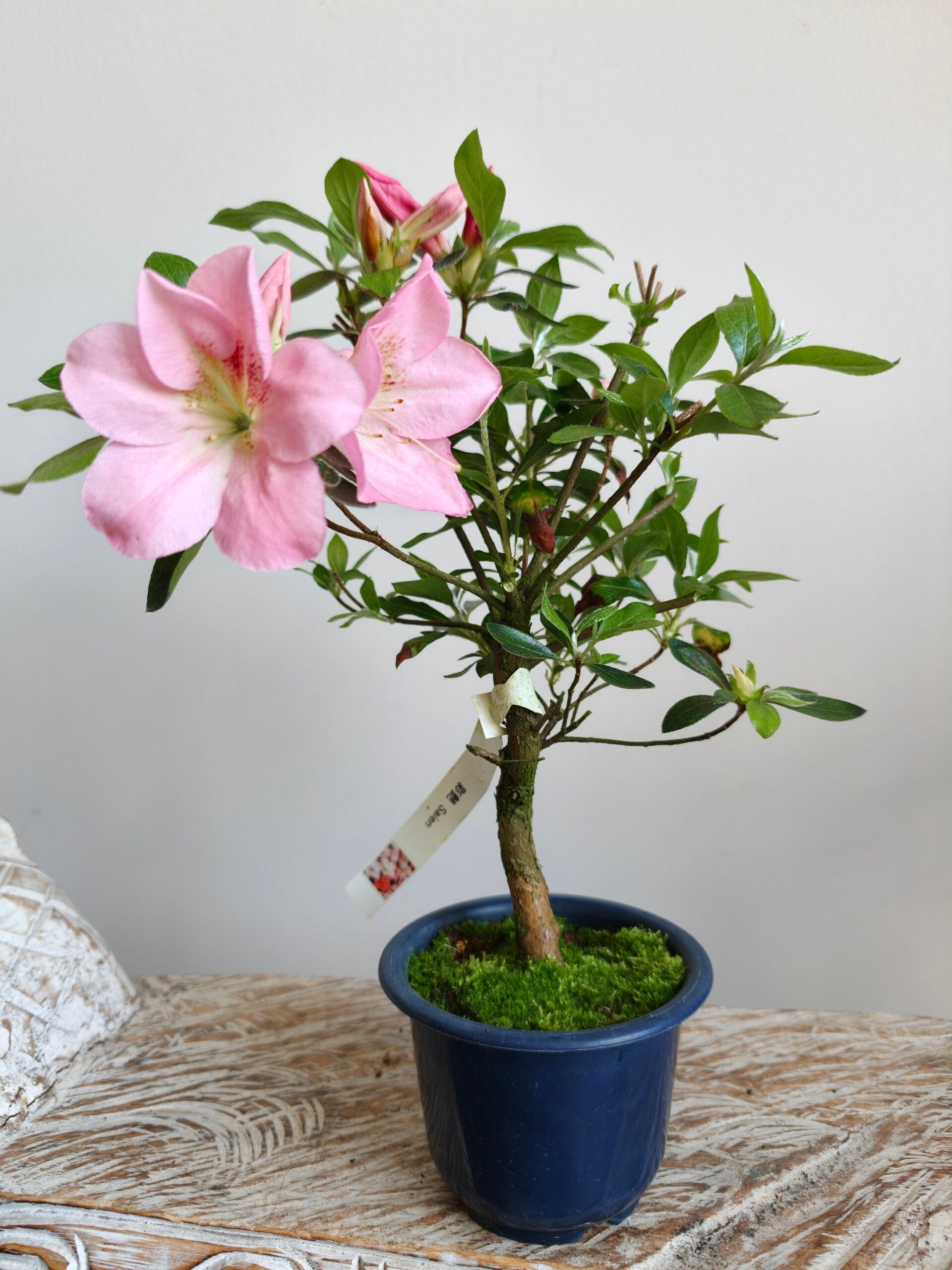 Satsuki Azalea Saien Bonsai