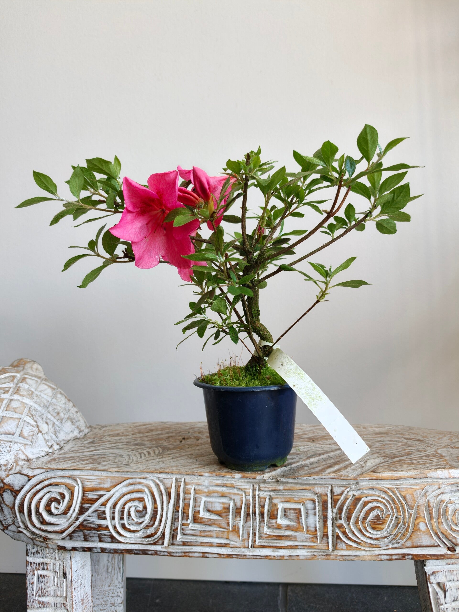 Satsuki Azalea Saien Bonsai