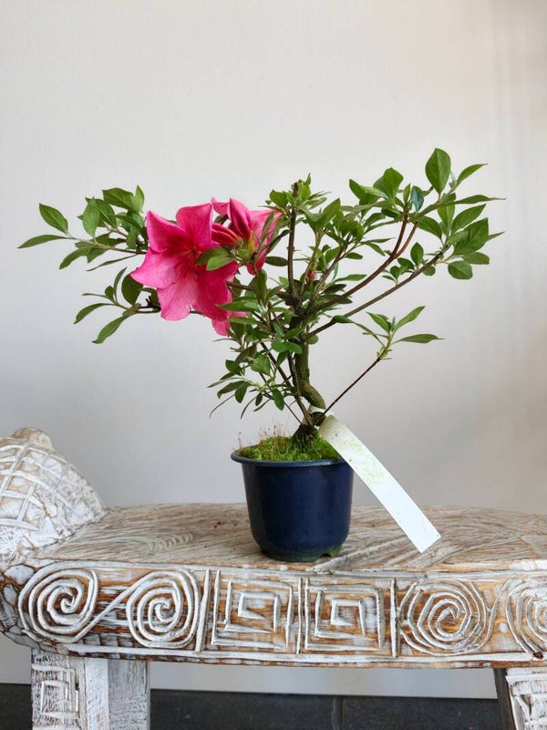 Satsuki Azalea Saien Bonsai