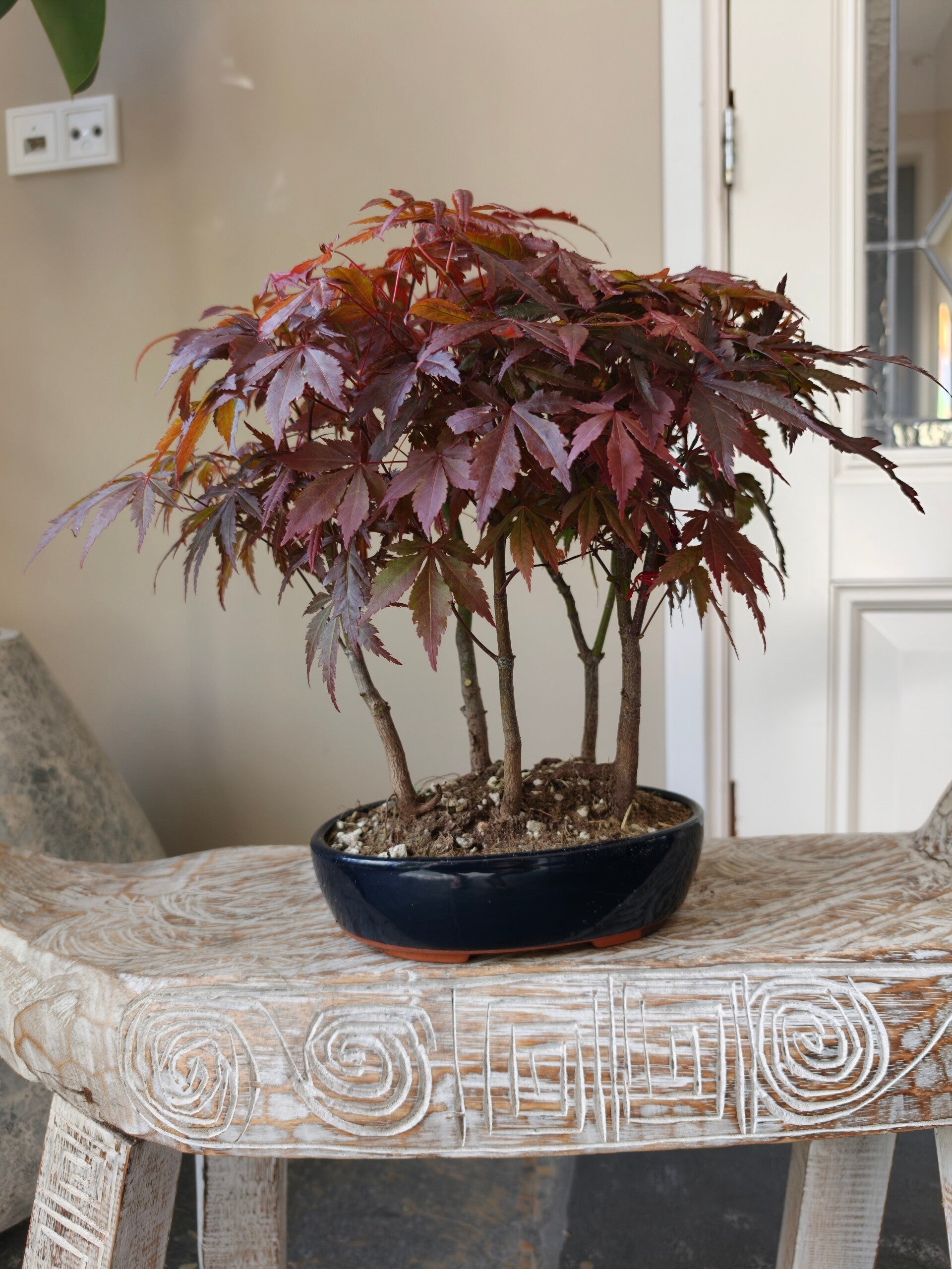 Acer Japanse Esdoorn Atropurpureum Bossage Bonsai
