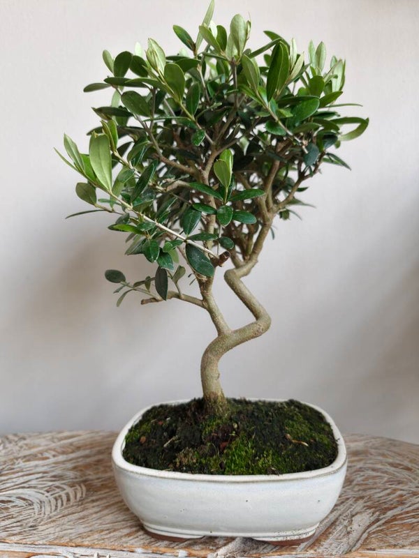 Olea Europaea 'Olijf' Bonsai
