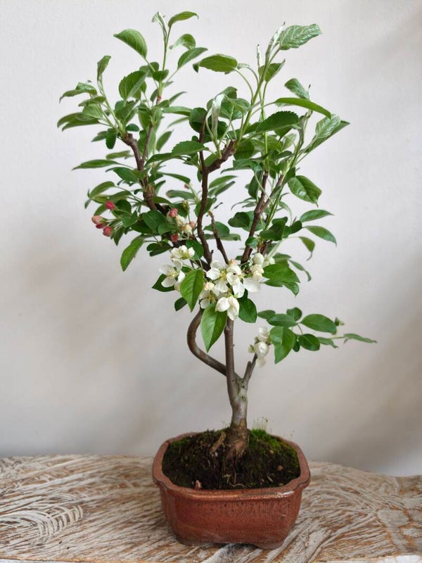 Malus 'Sierappel' Bonsai