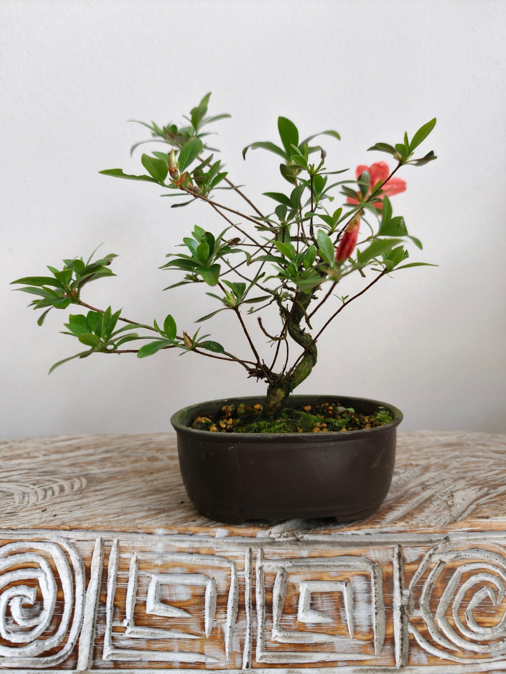 Satsuki Azalea Bonsai