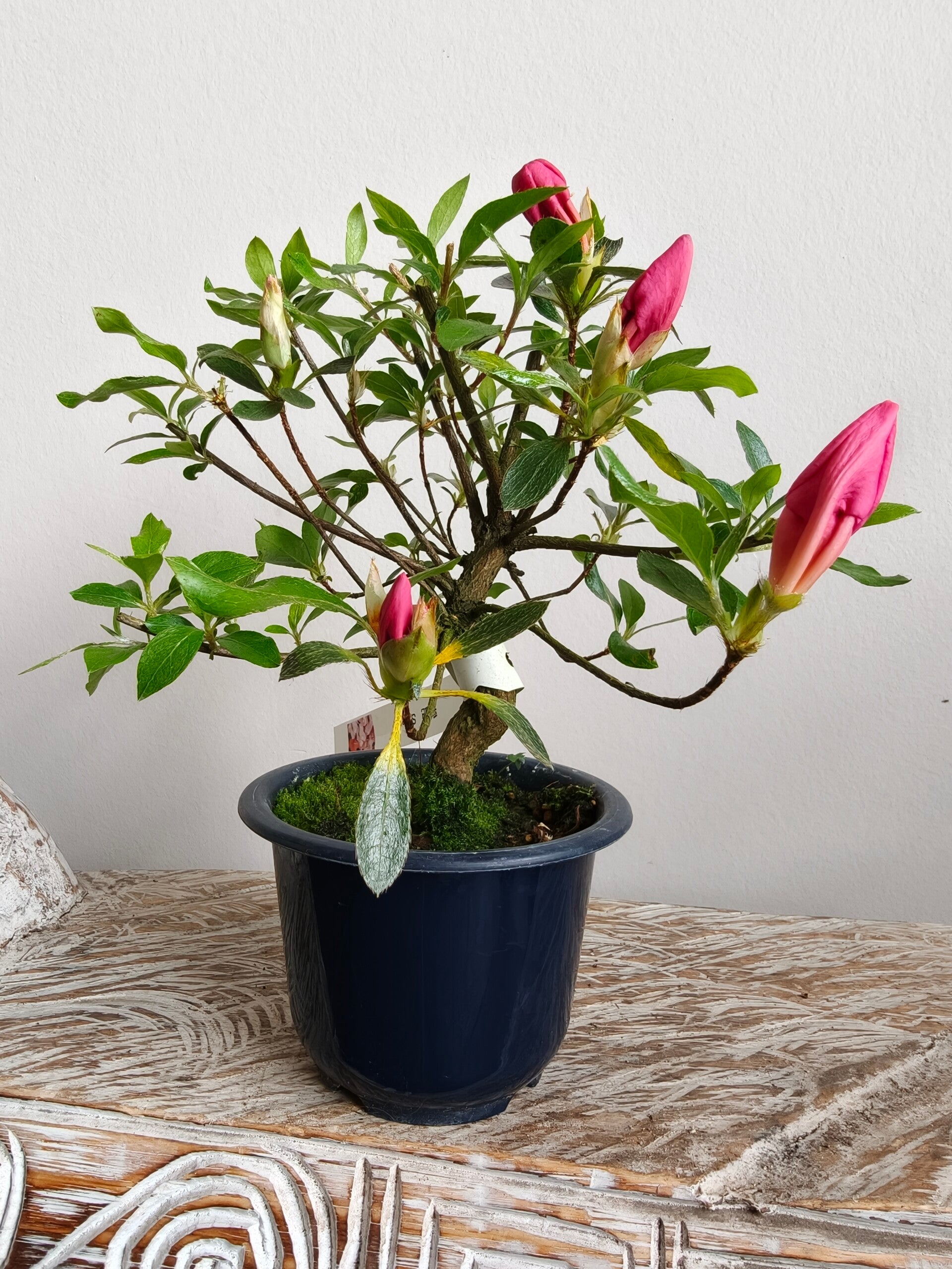 Satsuki Azalea Saien Bonsai