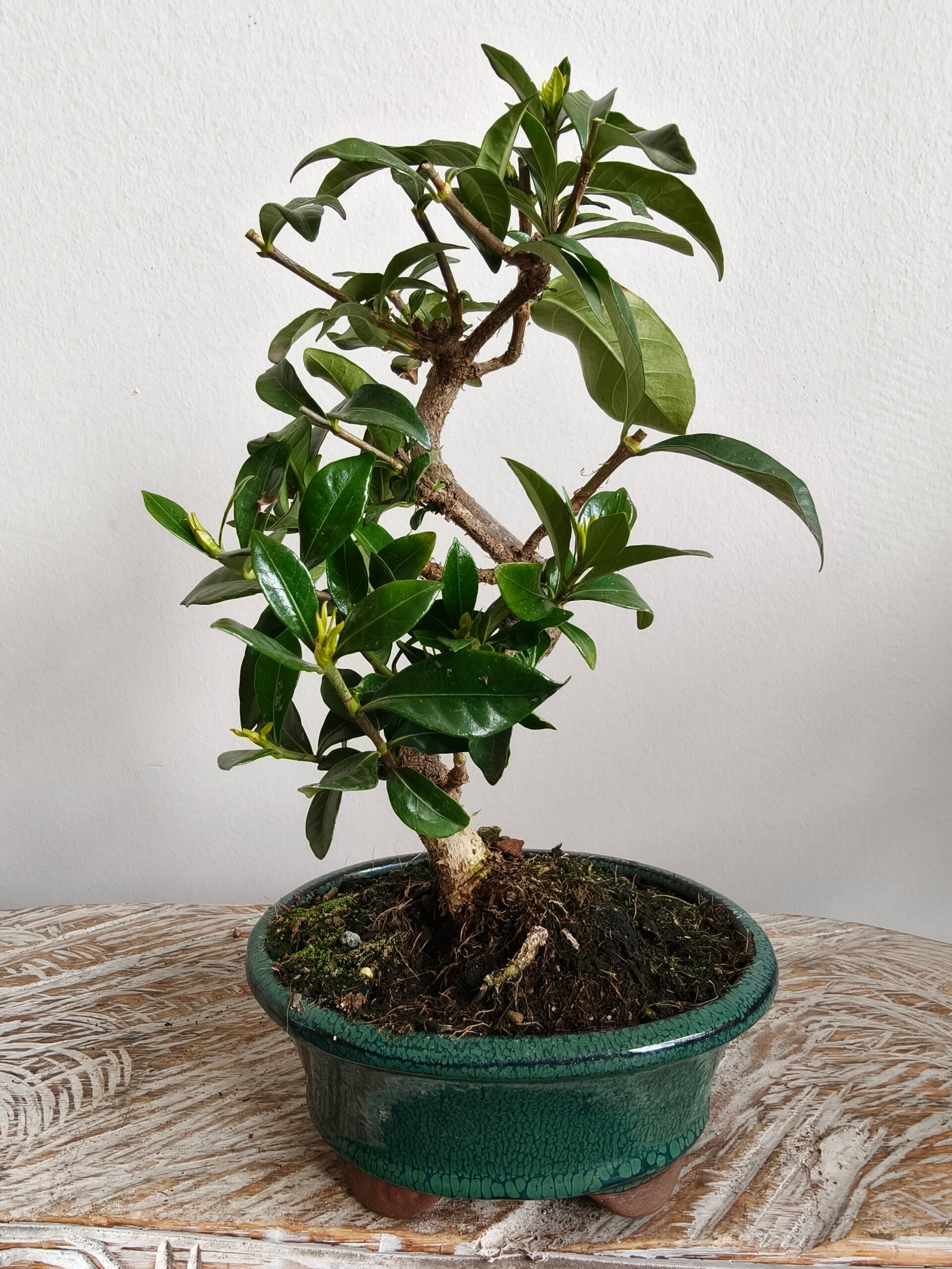Gardenia Jasminoides Bonsai