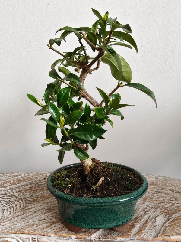 Gardenia Jasminoides Bonsai