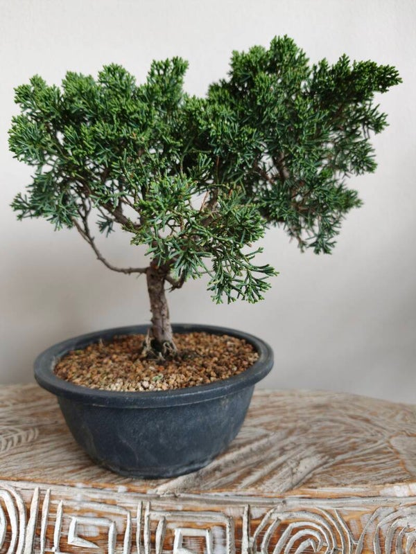 Juniperus Chinensis Kyushu 12 jaar Bonsai