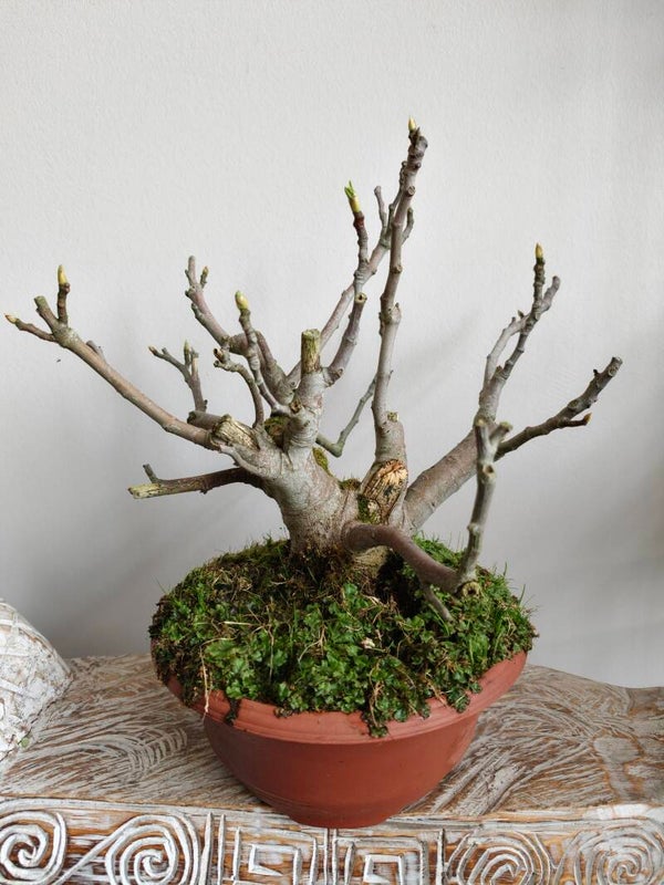 Ficus Carica 'Vijg' Bonsai