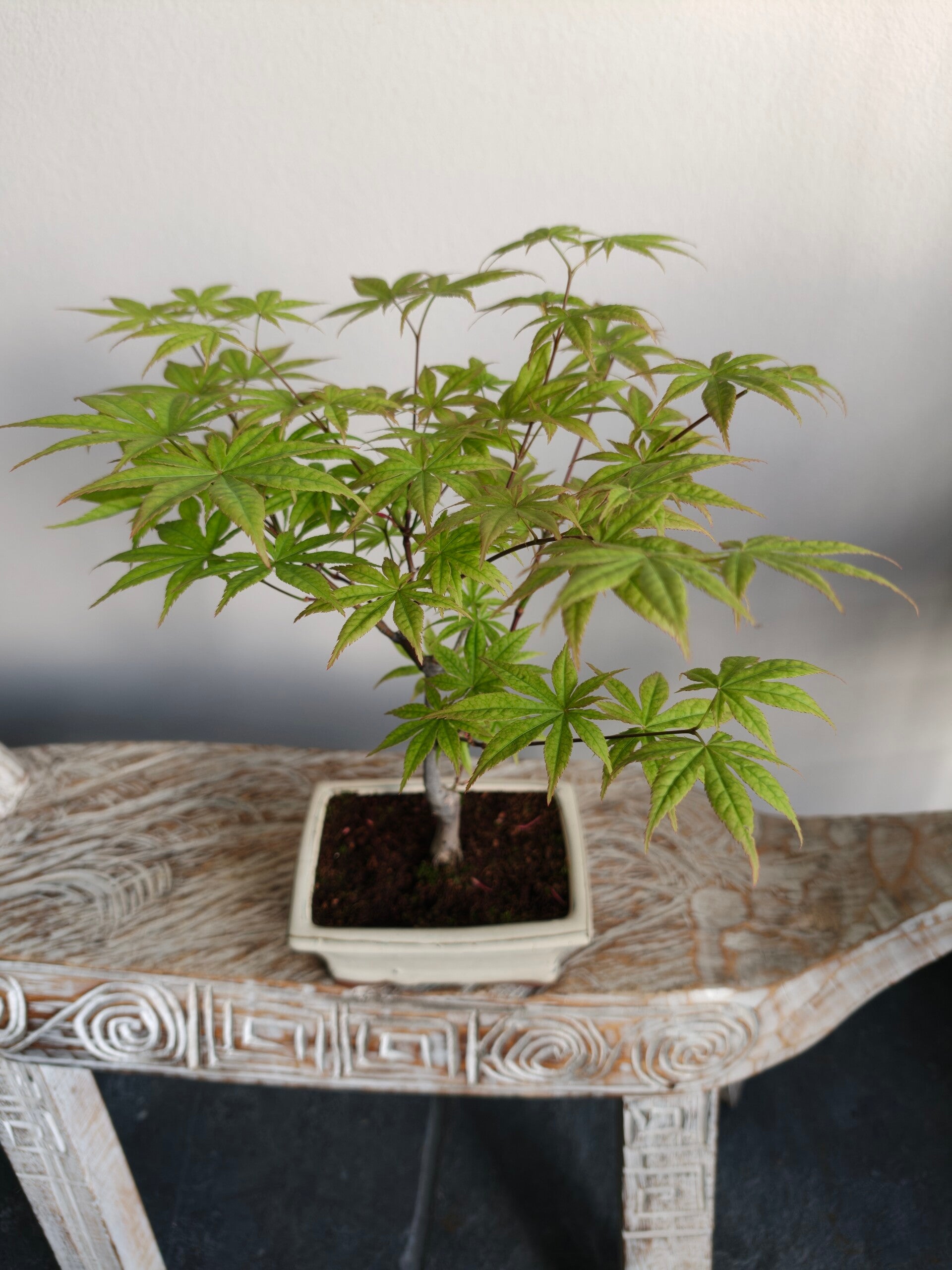 Acer Palmatum Japanse Esdoorn Bonsai