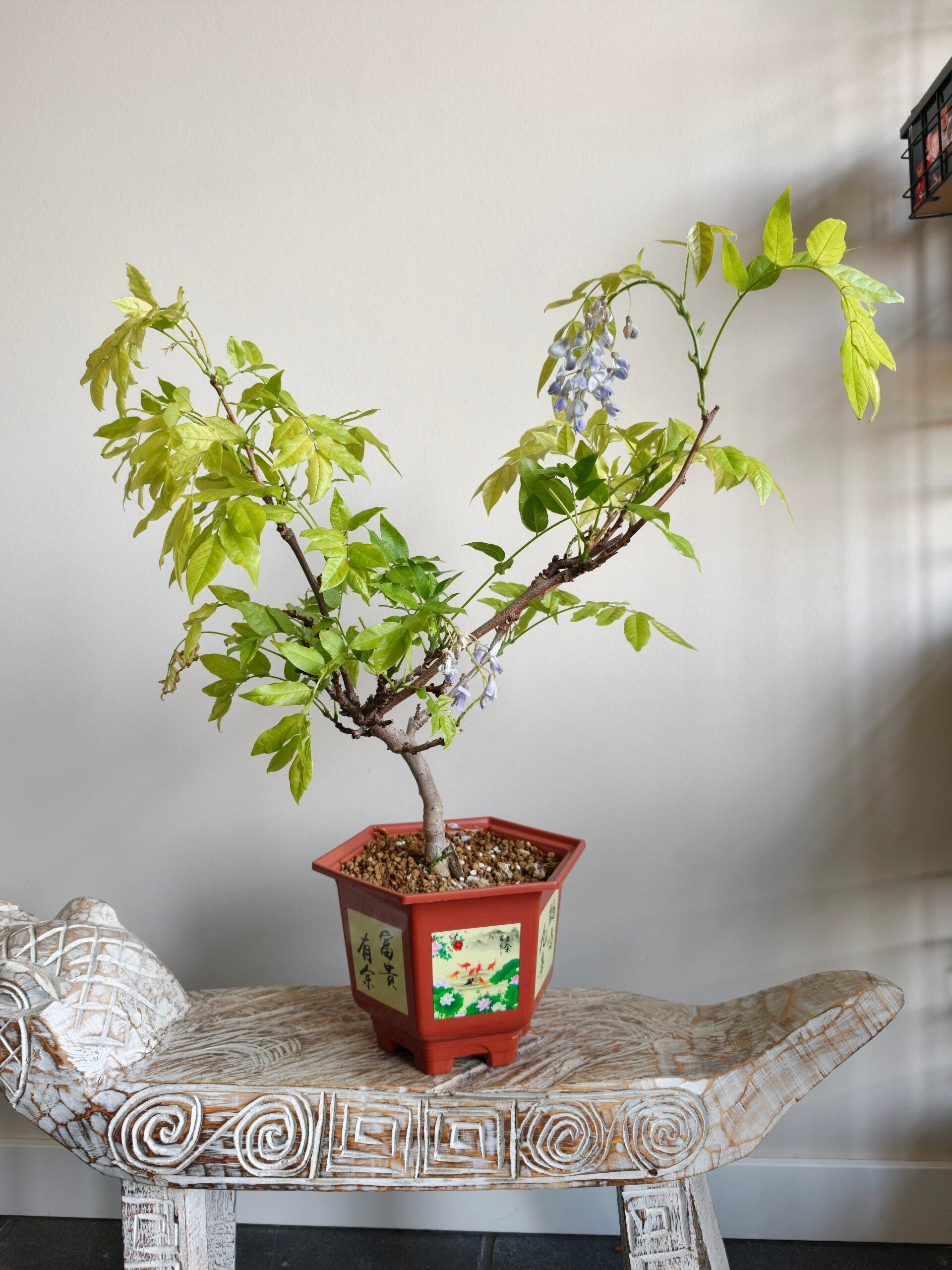 Wisteria Floribunda Purple Bonsai
