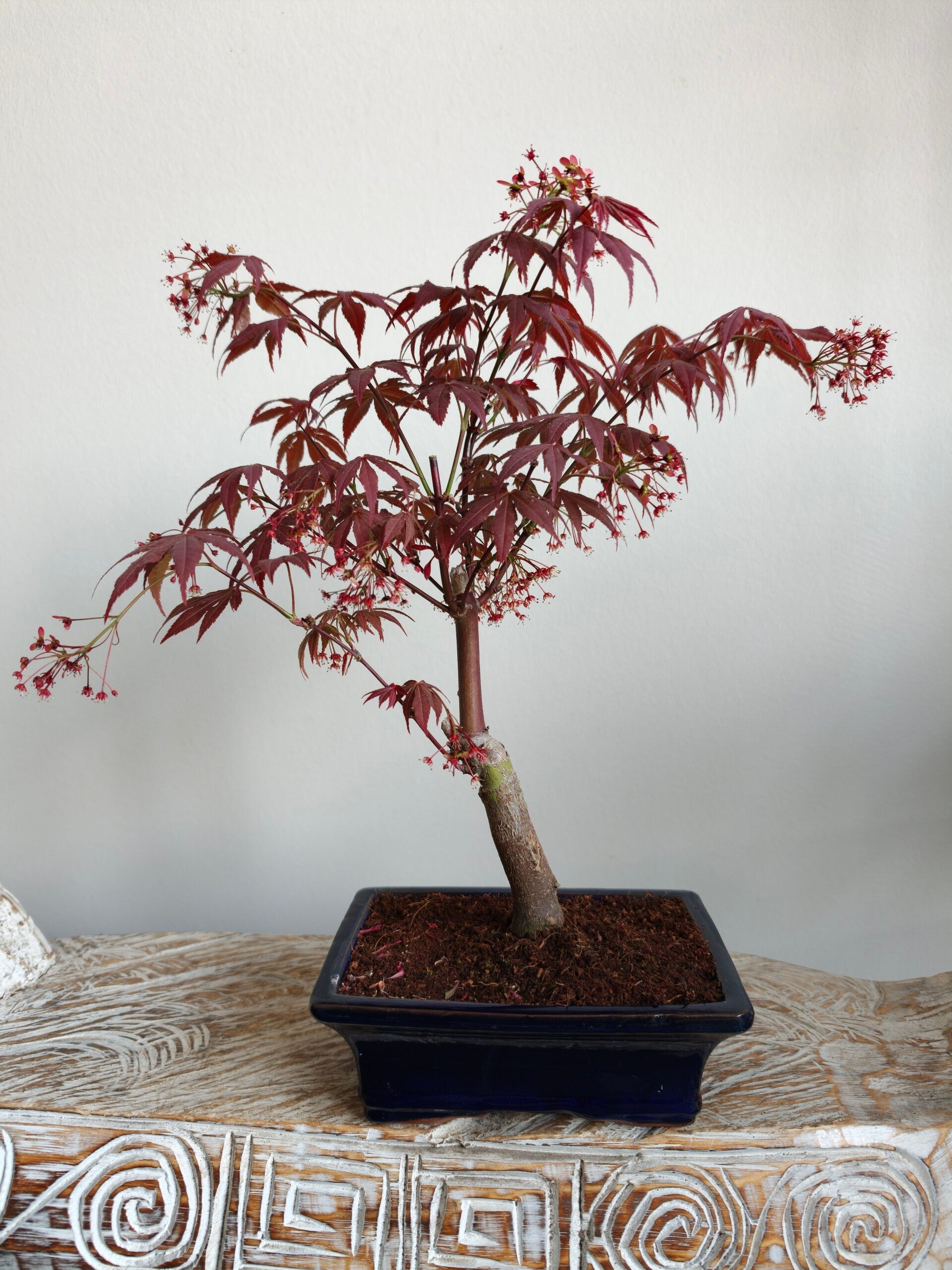 Acer Japanse Esdoorn Atropurpureum Bonsai