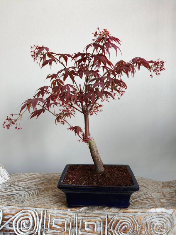 Acer Japanse Esdoorn Atropurpureum Bonsai