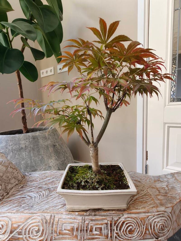 Acer Japanse Esdoorn Atropurpureum Bonsai