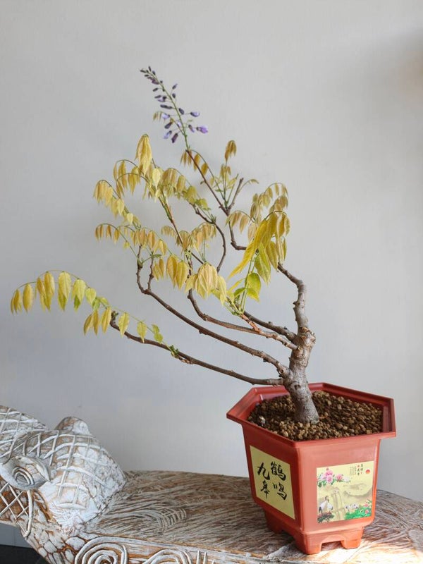 Wisteria Floribunda Purple Bonsai