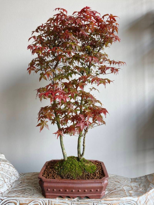 Acer Japanse Esdoorn Deshojo Bossage Bonsai