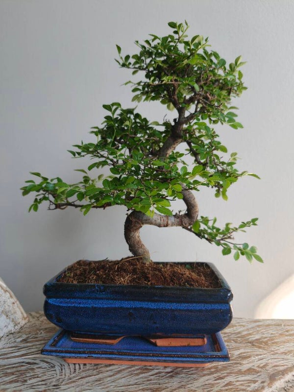 Zelkova Bonsai