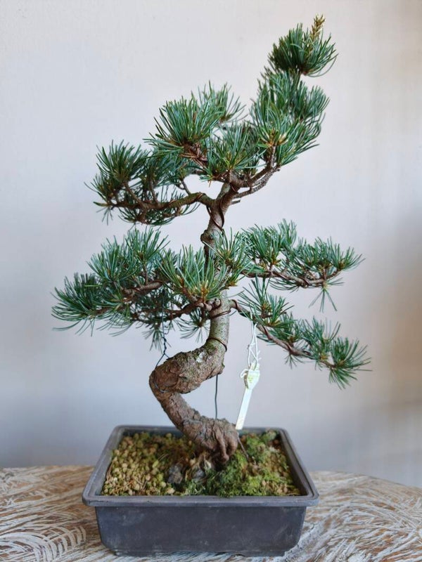 Pinus Parviflora Bonsai