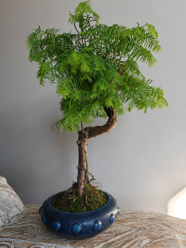 Metasequoia Bonsai