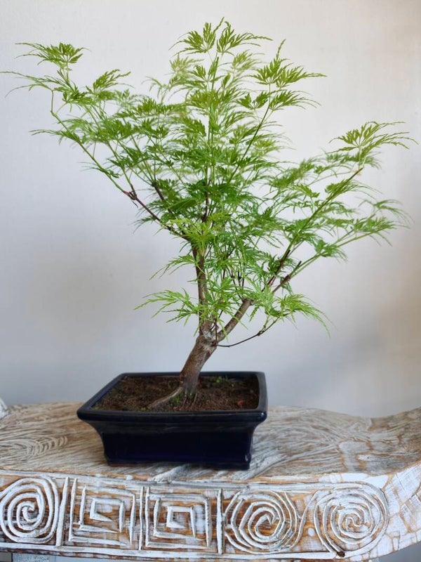Acer Japanse Esdoorn Dissectum Bonsai