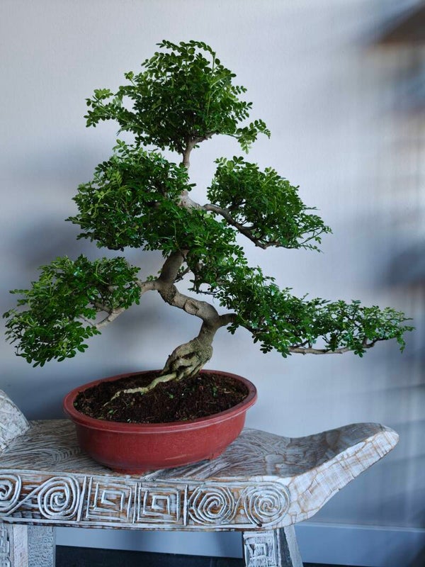Zanthoxylum Bonsai 55cm