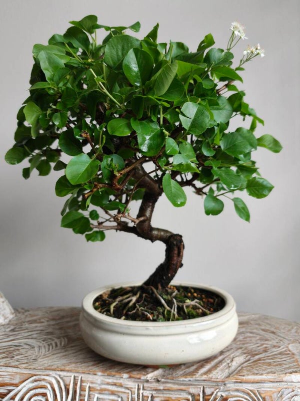 Prunus Mahaleb Bonsai