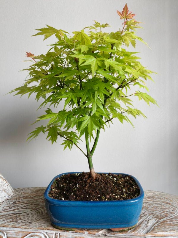 Acer Japanse Esdoorn Bonsai