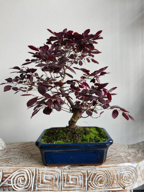 Loropetalum Bonsai