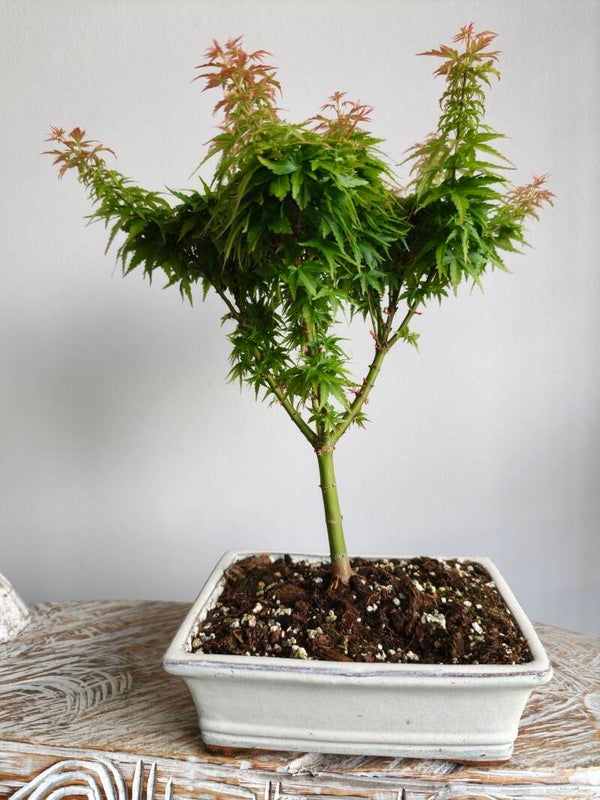 Acer Japanse Esdoorn Bonsai