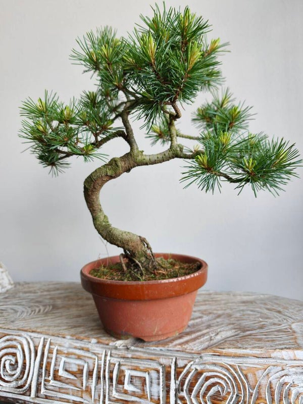 Pinus Parviflora Bonsai