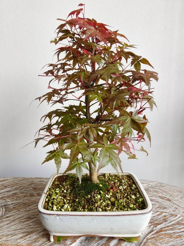 Acer Japanse Esdoorn Beni-Maiko Bonsai