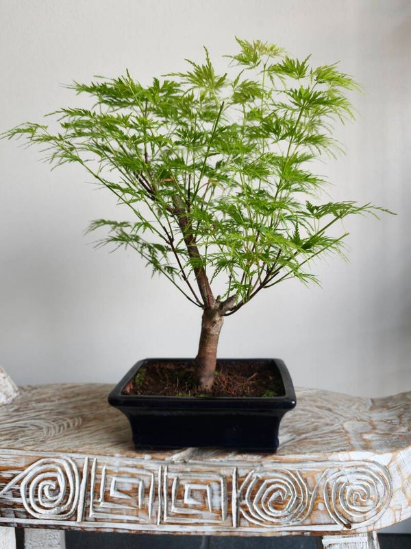 Acer Japanse Esdoorn Dissectum Bonsai