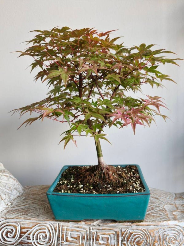 Acer Japanse Esdoorn Deshojo Bonsai