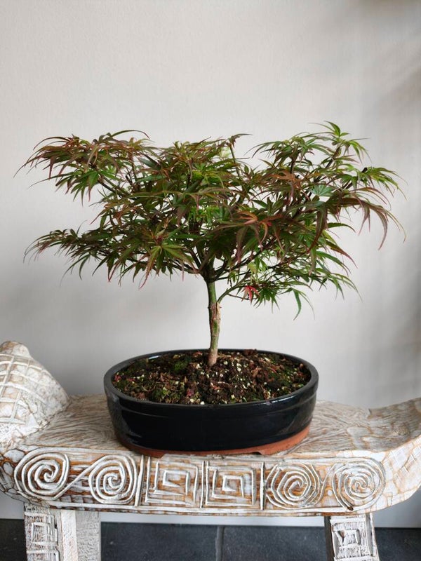 Acer Japanse Esdoorn Jerre Schwartz Bonsai