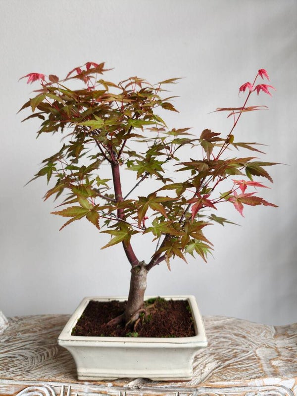 Acer Japanse Esdoorn Deshojo Bonsai