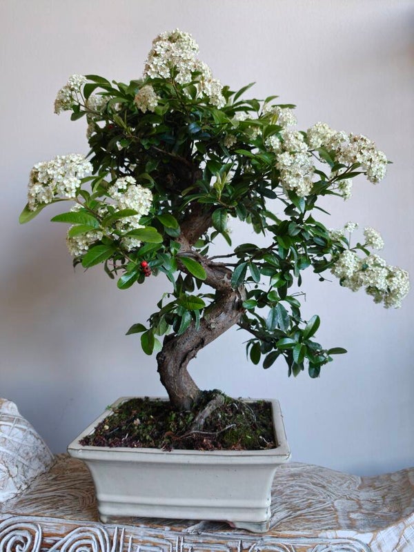Pyracantha Bonsai 17 jaar