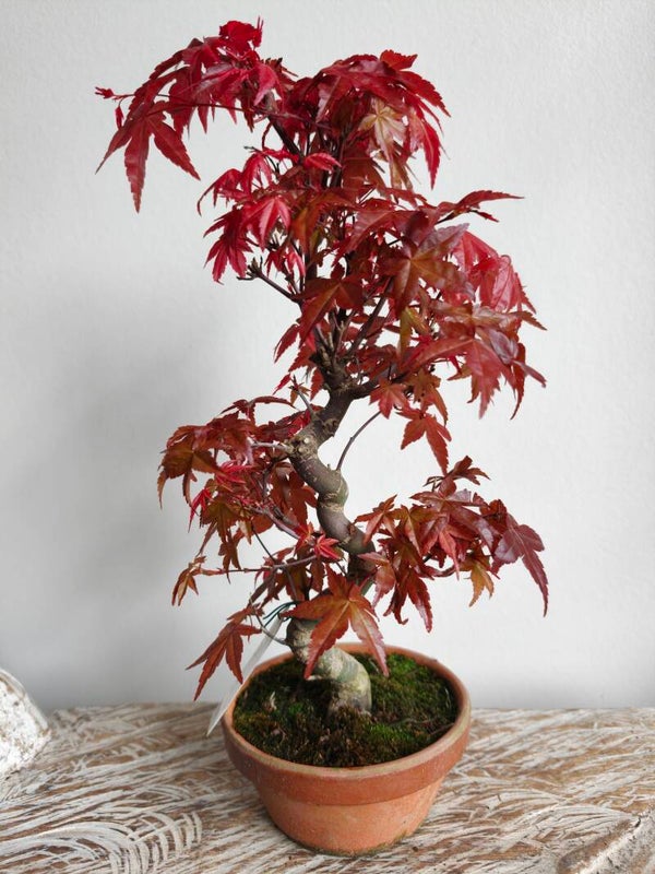 Acer Japanse Esdoorn Deshojo Bonsai