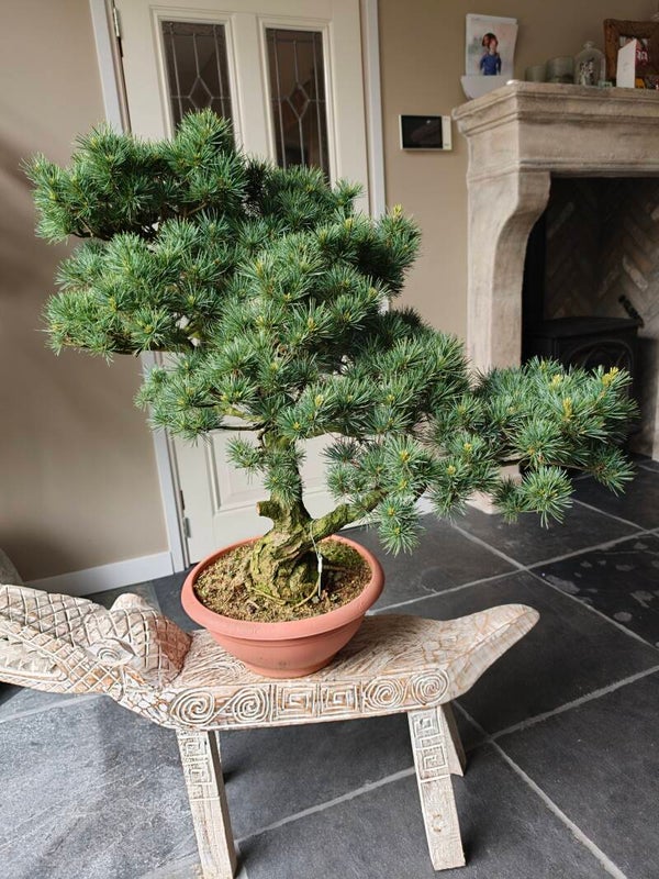 Pinus Parviflora 75cm hoog