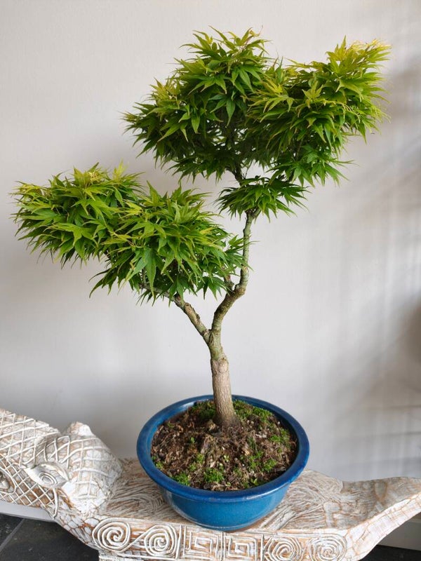 Acer Japanse Esdoorn Palmatum Bonsai
