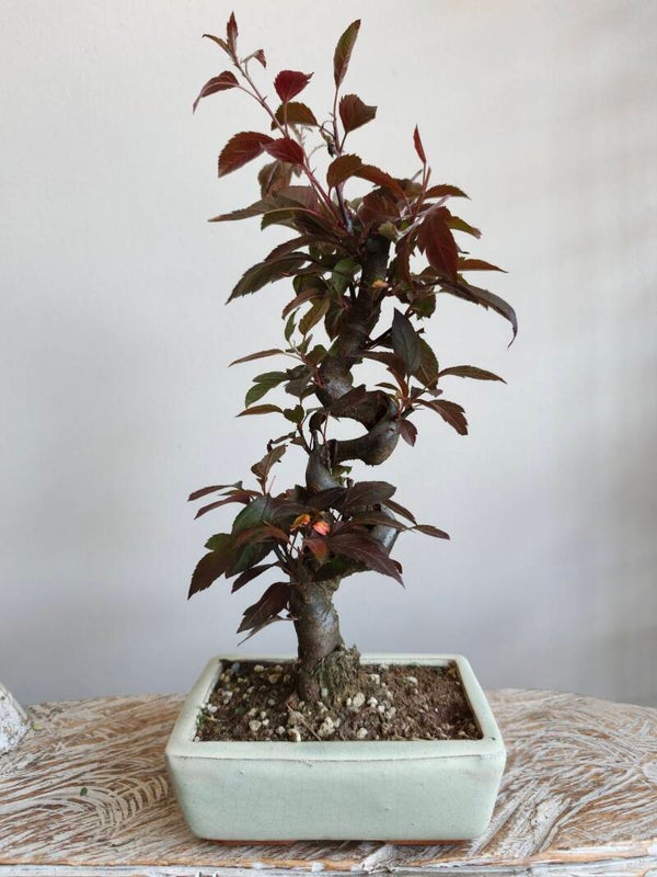 Malus Bonsai