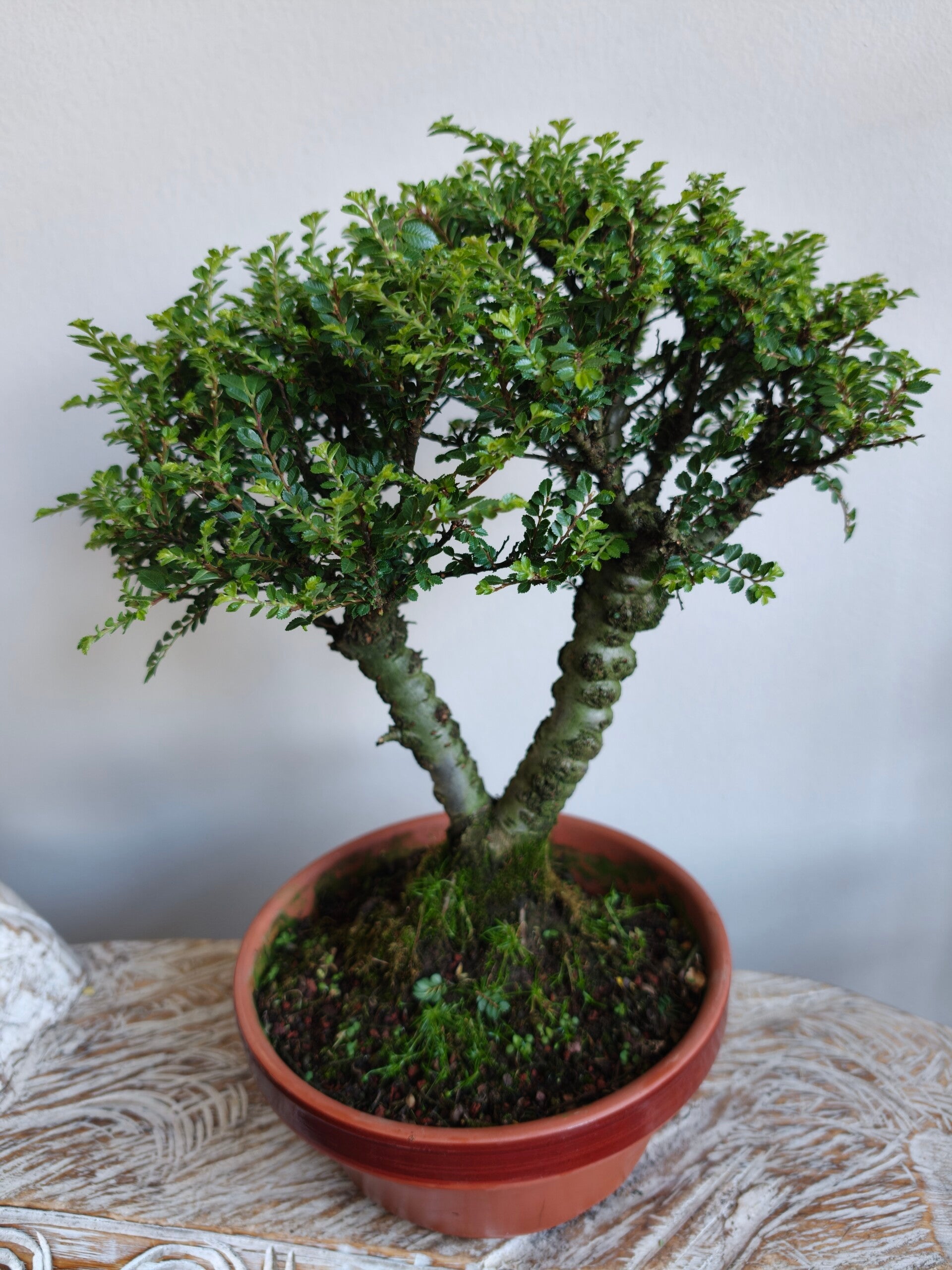 Ulmus Parviflora Bonsai