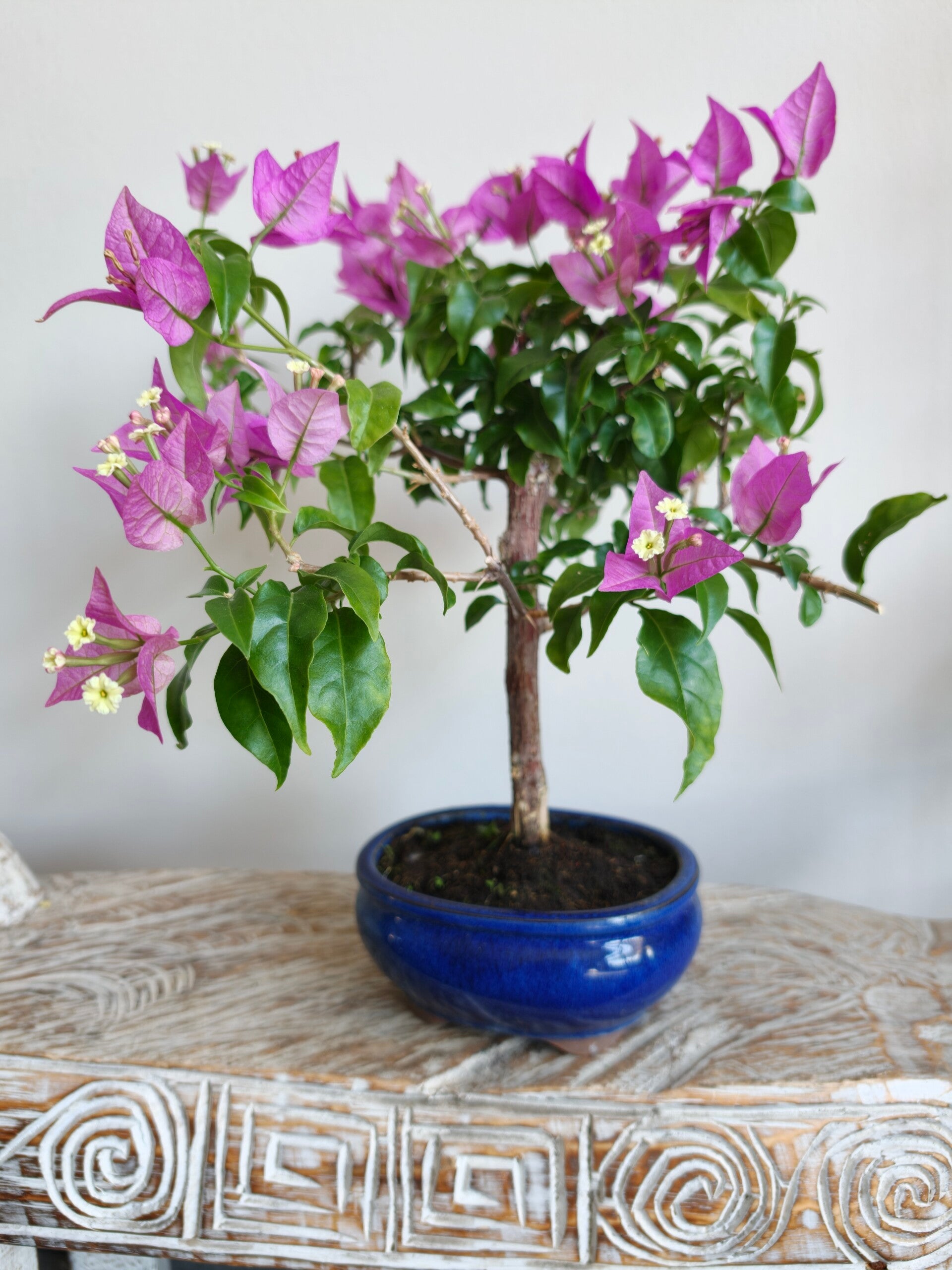 Bougainvillea Glabra Bonsai