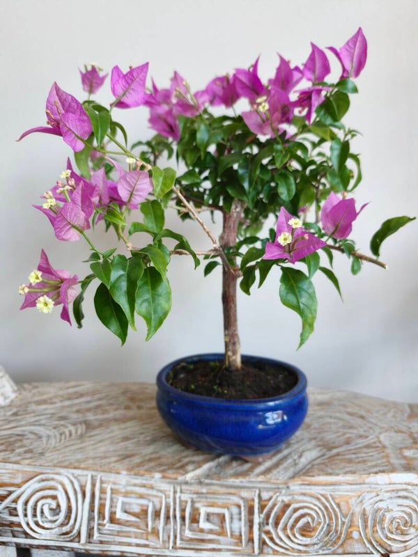Bougainvillea Glabra Bonsai