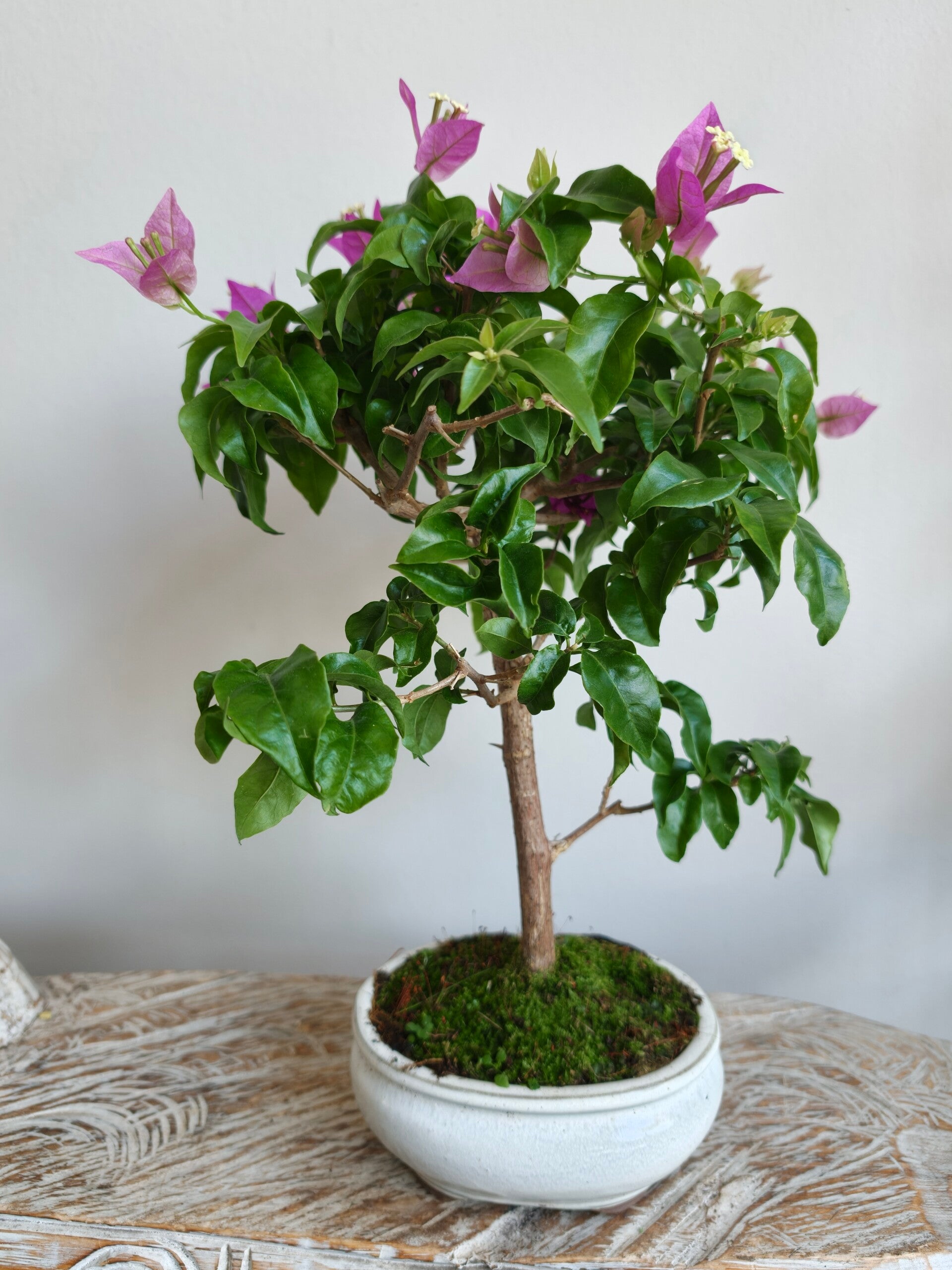 Bougainvillea Glabra Bonsai