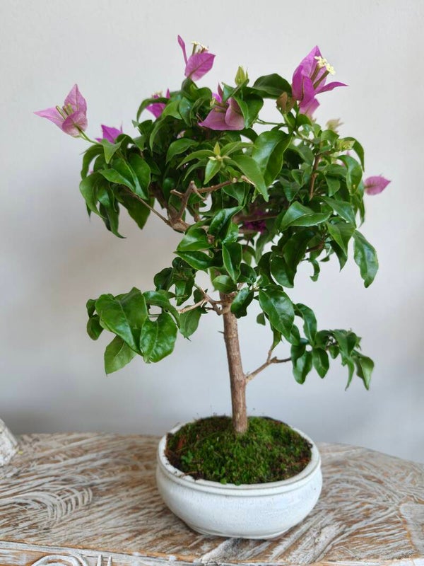 Bougainvillea Glabra Bonsai