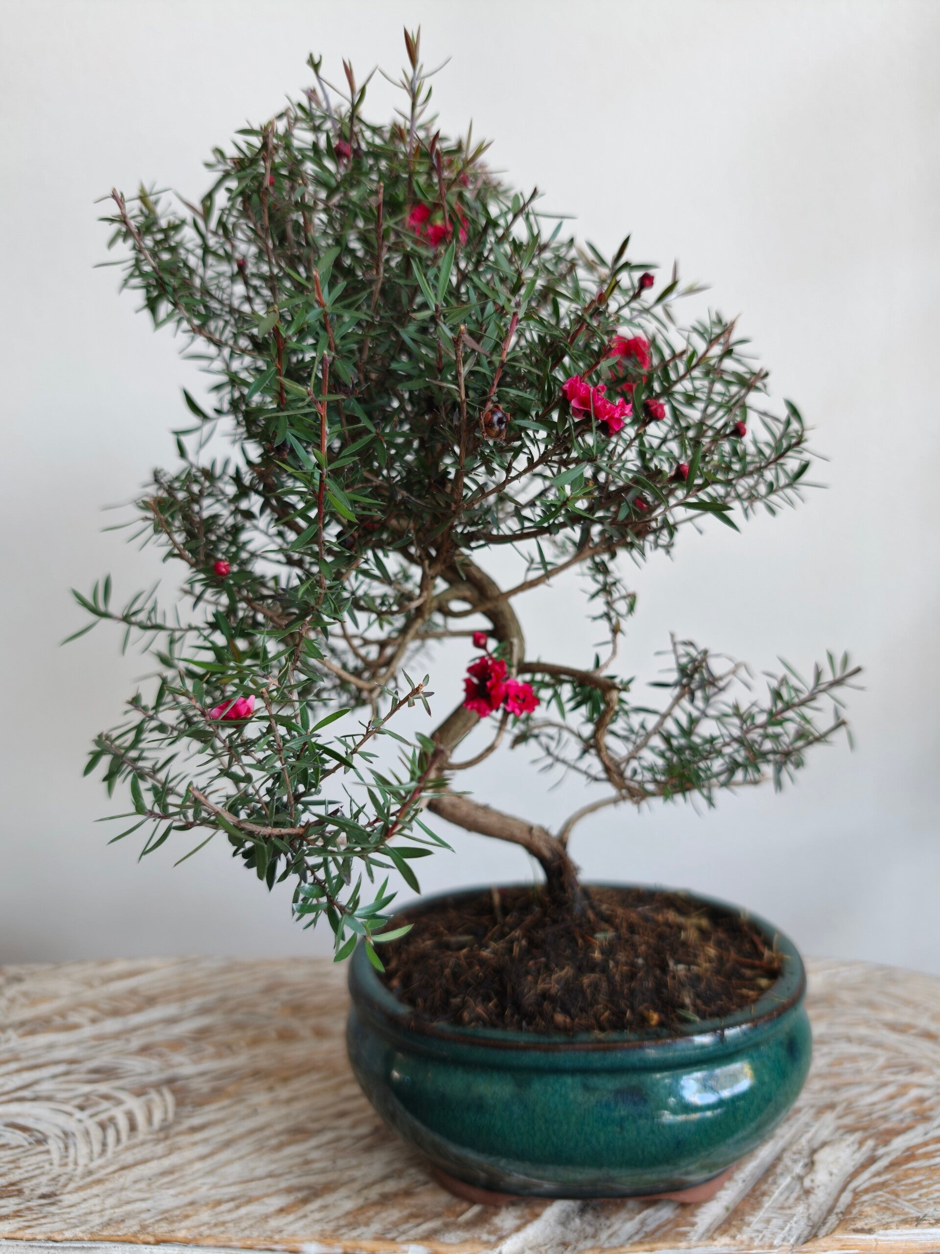 Leptospermum Scoparium Bonsai