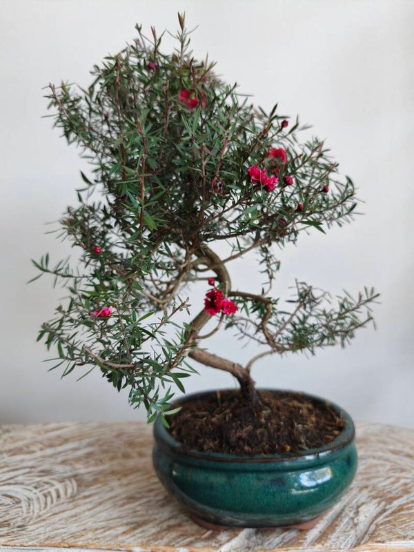 Leptospermum Scoparium Bonsai