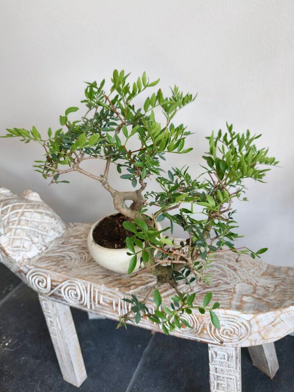 Pistache Lentiscus Bonsai