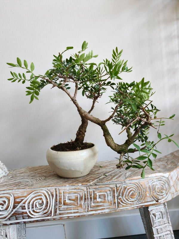Pistache Lentiscus Bonsai